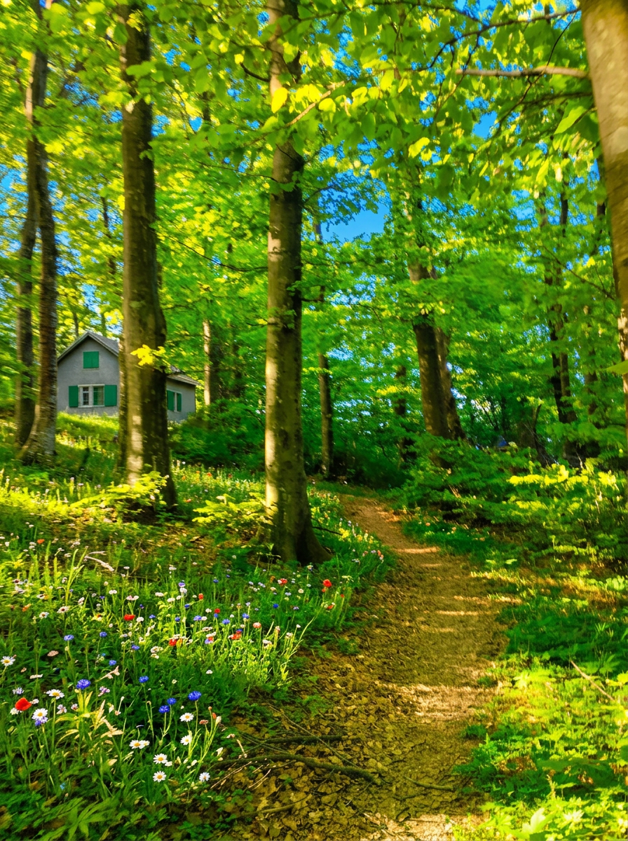 Il bosco intorno
